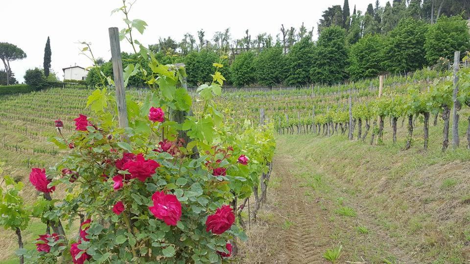 Residence Il Vigneto Лари Экстерьер фото